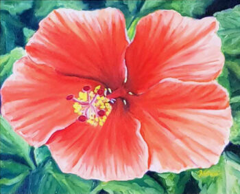 Orange Hibiscus