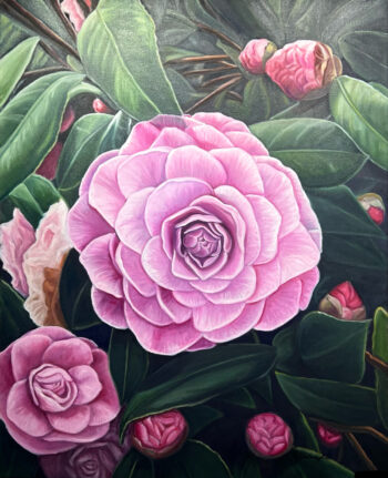 Camellias